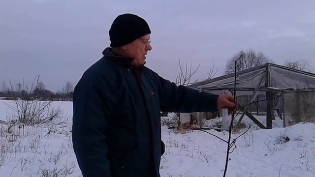 Обрезка сада.плодо
вая древесина косто
чковых и семечко
вых.Что и когда вы
резать и оставлять.