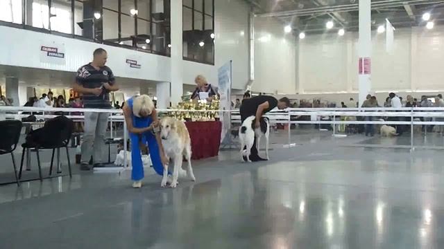 Чемпионат ВКП РПБ