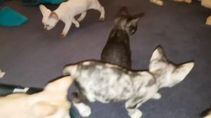 Maystar Devon Rex Kittens 2019