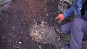 Посадка хурмы сорт Россиянка