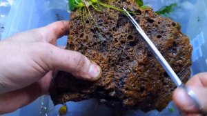 КАК СИЛЬНО ПРИРАСТЕТ АНУБИАС ЗА 3 ГОДА?