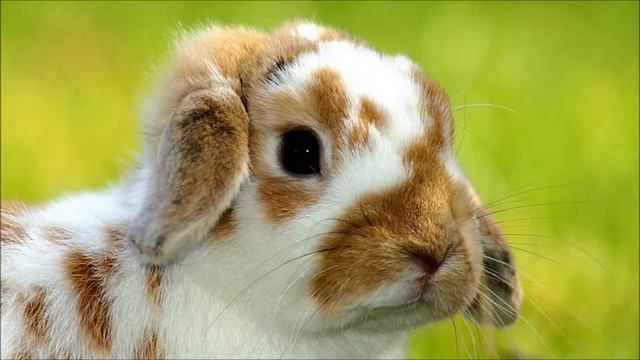 Флейта смотреть онлайн