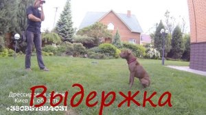 156. Дрессировка щенка питбуля. Первые тренировки