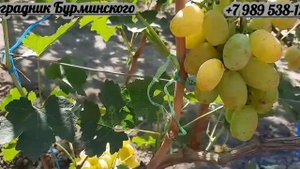НОВИНКИ!!! ГФ. Винограда СПУТНИЦА и ОГНИ ДНЕПРА (Калугин В.М.).