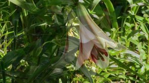 Лілія Passion Moon (Пешн Мун) у літньому саду - продовження.