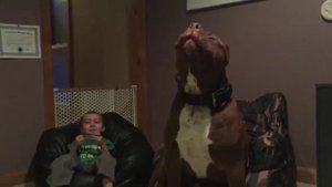 Собака поет под губную гармошку