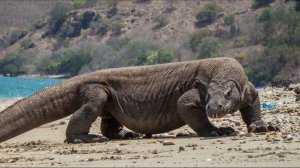 МЕГАЛАНИЯ И ДРАКОН КОМОДО - когда ящерица охотится на слона