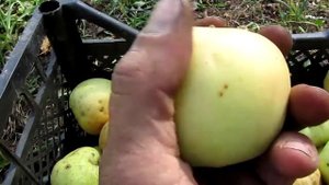 Сорт яблок Голден Делишес Смутти