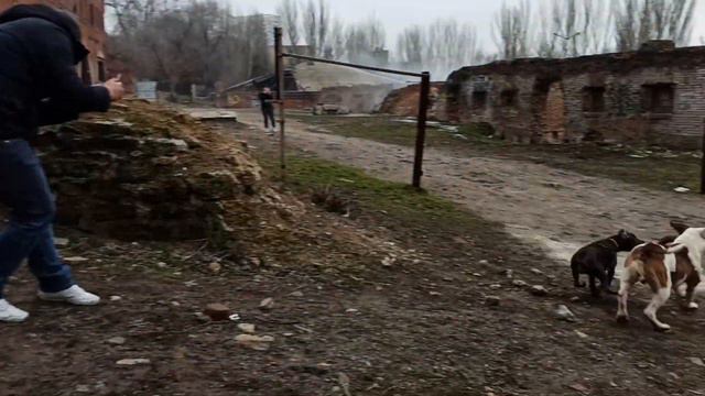 Реакция собаки на щенка/ прогулка с щенком / американский бульдог смотреть онлайн