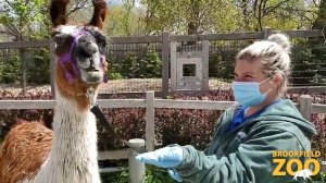 Best of Brookfield Zoo Llamas!