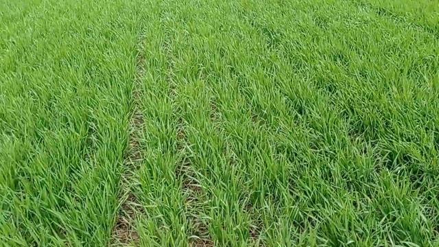 Гербицидная обработка | Озимая пшеница, Алексеич | 04.04.2023 смотреть онлайн