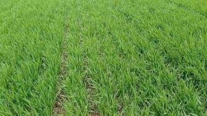 Гербицидная обработка | Озимая пшеница, Алексеич | 04.04.2023