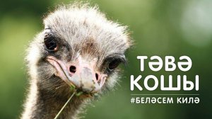 БЕЛӘСЕМ КИЛӘ: тәвә кошы / Африка хайваннары / Изучаем с малышами животных / Страус