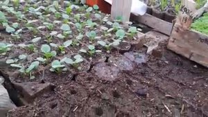 ВСЕГДА выращиваю ЛОБЕЛИЮ БУКЕТНЫМ СПОСОБОМ 100 ПРОЦЕНТНЫЙ СПОСОБ вырастить лобелию.mp4