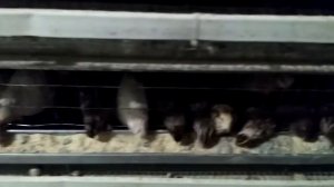 Молодняк перепелов в домашних условиях . Зимний период .