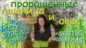 Пророщенные пшеница и овес = живой источник здоровья зимой + средство омоложения