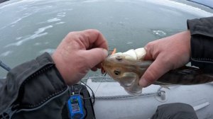 РЫБАЛКА НА СУДАКА ЗИМОЙ. ЛОВЛЯ СУДАКА НА ВИБЫ. РЫБАЛКА НА ОБИ.
