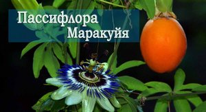 Пассифлора, маракуйя. Лечебные свойства. Народная медицина.