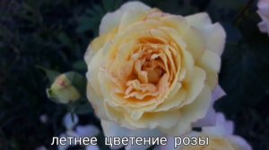 ?Роза Глория Дей/Rosa Gloria Dei/ от французского садовода Фрэнсис Мейланд.??