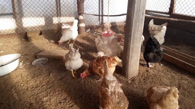 Разные куры несут разные яйца  Наконец то мы их сосчитали