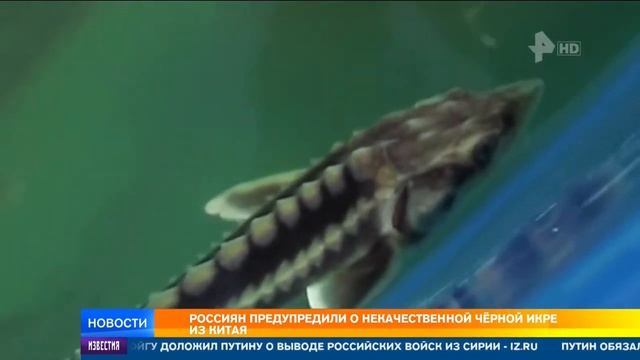 Некачественная чёрная икра из Китая