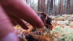 Чудо природы - грибы боровые белые! Сбор боровиков, белый мох, Костромская область, сентябрь...