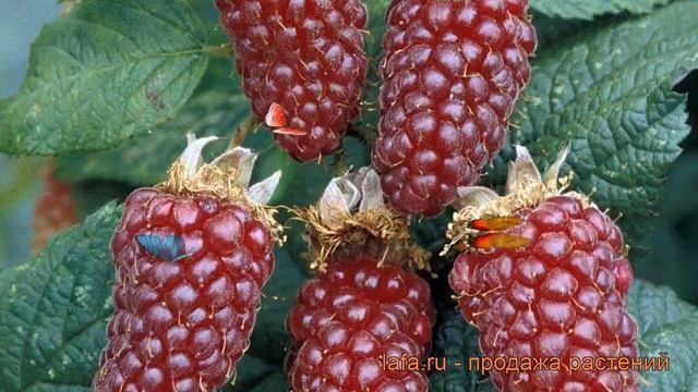 Ежемалина обыкновенная Тейбери (tayberry) ? обзор: как сажать, саженцы ежемалины Тейбери смотреть онлайн