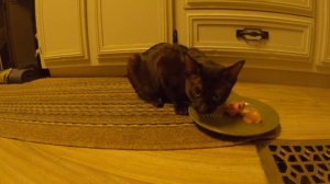 Black Grizzled Chausie Kitten Eats Chicken