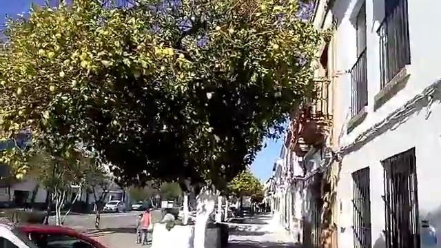 Испания 2016-2017 LAS PAJANOSAS. апельсины и лимоны. смотреть онлайн