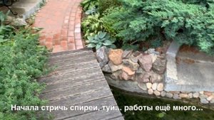 Новинки в саду: Туя «Golden Tuffet». Ель «Little Gem». Прощай брунера!