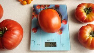 Томат Минусинские Бычки