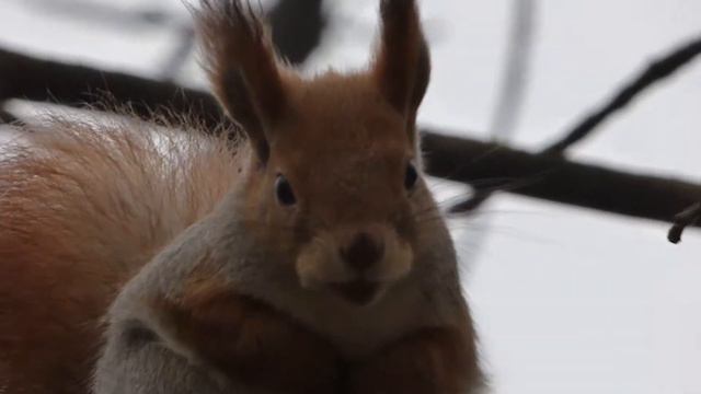 Белочка утром смотреть онлайн