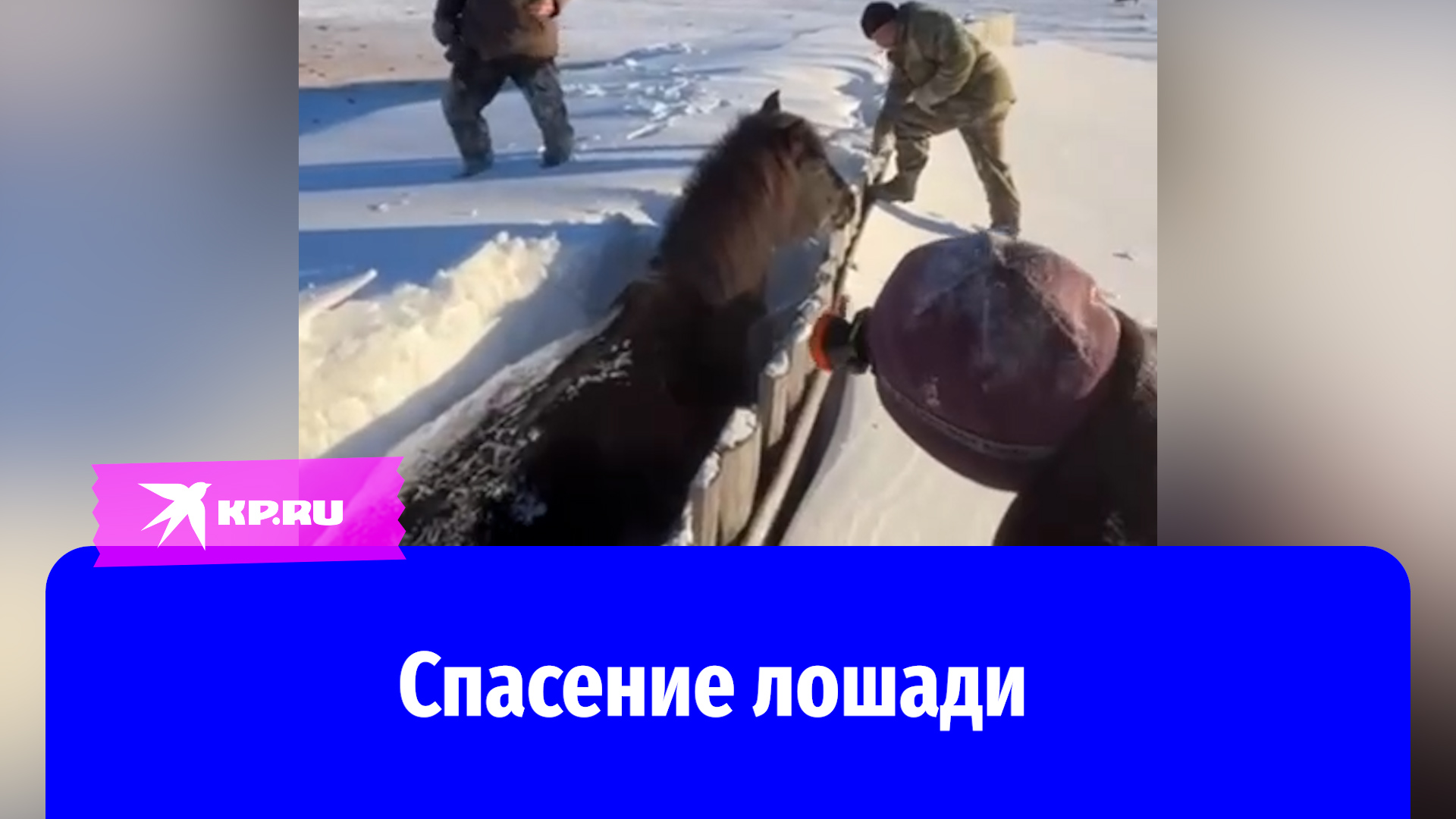 Спасли лошадь, застрявшую в снегу