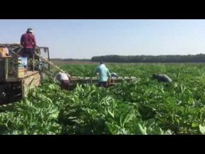 Уборку цукини транспортером НОУТ-3