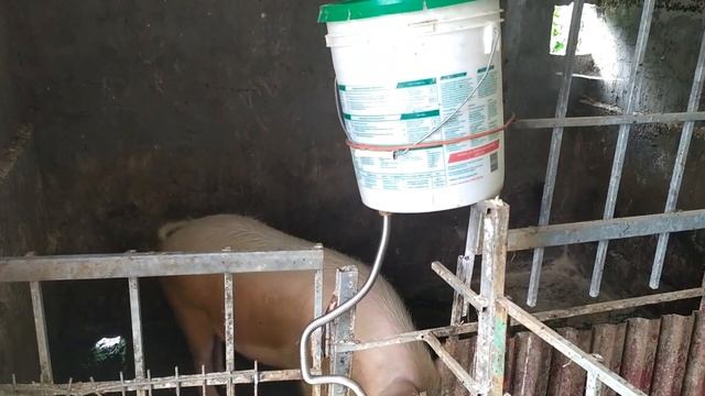 Нипельные поилки для свиней _ простейшая система с ведром