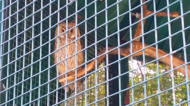 Казанский ЗООПАРК в ожидании переезда. Безмятежный сон медведя в сложных условиях. Часть 1. смотреть онлайн