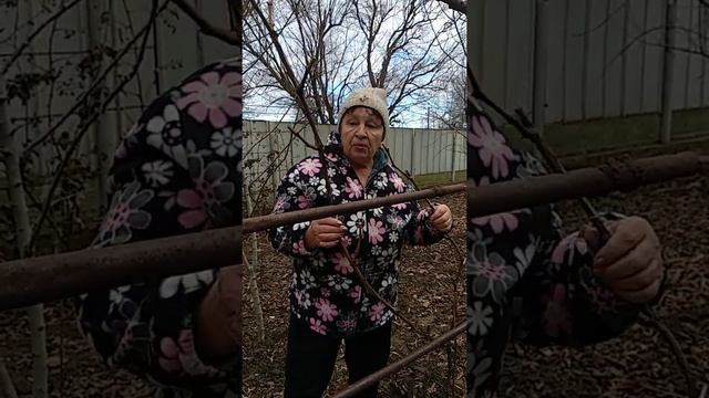 Готовим виноград к зимовке.