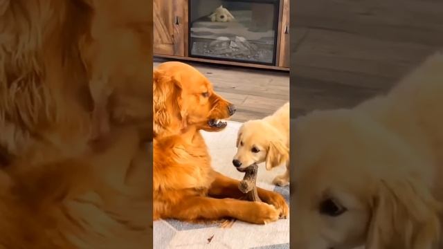 Ну еще один маленький кусь. #shorts #dog #cat #animals #video #smile