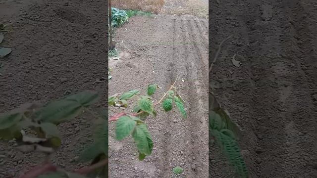 ЧТО ДОБАВИТЬ В ПОЧВУ ПЕРЕД ПОСАДКОЙ ОЗИМОГО ЛУКА И ЧЕСНОКА смотреть онлайн