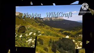 новое интро//Floppa_WildCraft♥️
