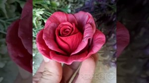 Роза Карина