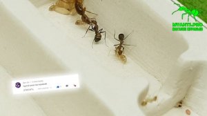 Муравьи Кампонотус туркестанус (Camponotus turkestanus)