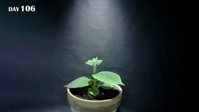 Growing Kiwi Plant From Seed (128 Days Time Lapse) смотреть онлайн