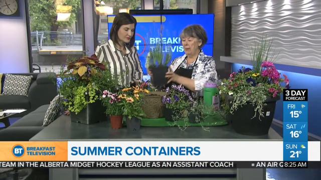 Summer Containers