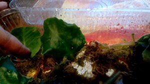 лёгкий способ нарастить корни у листа фиалки