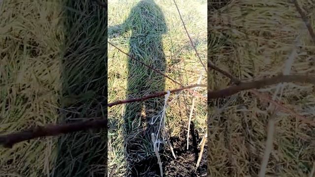 Персик Крымская Осень. Дерево номер один фармировка. смотреть онлайн