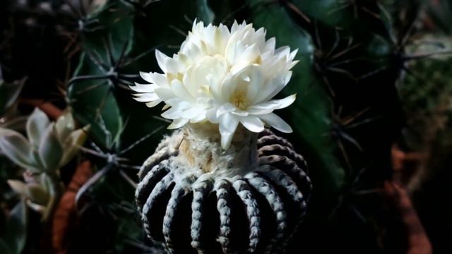 Discocactus Horstii. The Cacti Are In Bloom. Timelapse Movie