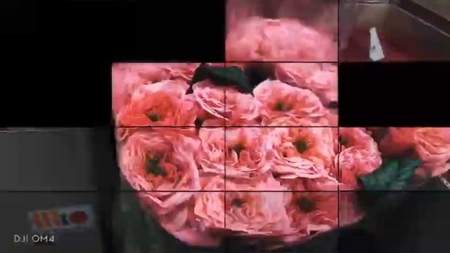 Пионовидная роза Лондон Ай (London Eye) ярко-розового цвета. Оригинальные букеты из роз смотреть онлайн