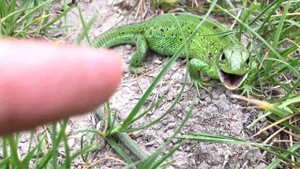 Ящерица шипит (Lizard sizzles)