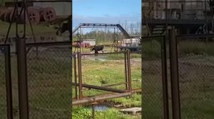 +18 медведь рвёт лося жёстко